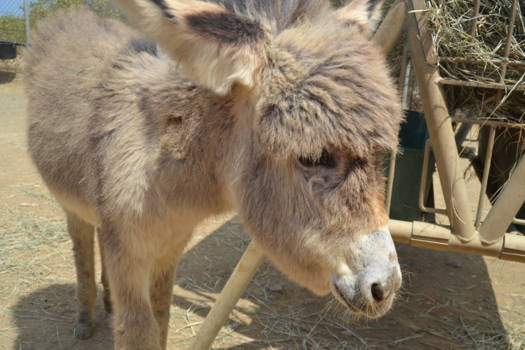 Bonaire - baby donkey
