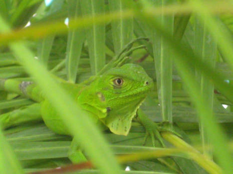 Curaçao - Waar ben ik?