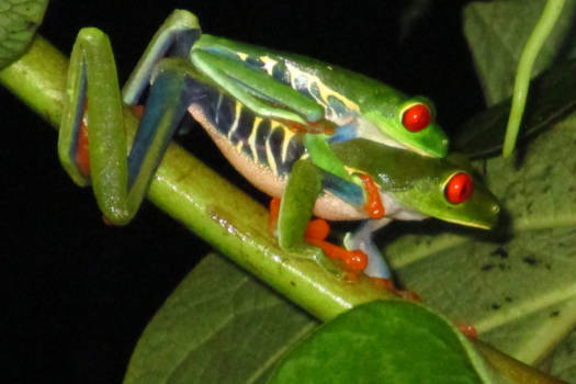 Costa Rica - Color youre world!