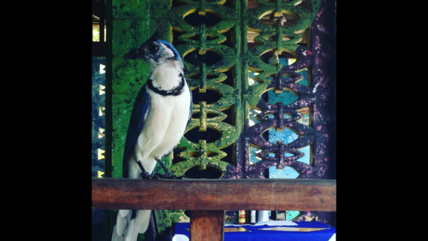 Costa Rica - Costa rica