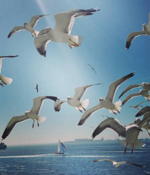 Havana - ❤ Den helder❤