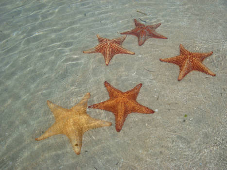 Panama - Schitterende zeesterren in het heldere water in Panama