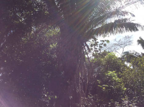 Altun Ha ruïnes - Misteries,......wat als deze boom kon praten,..................