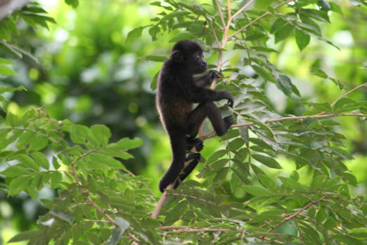 Monteverde Cloud Forest Reserve - Aapje
