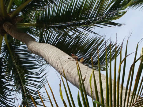 Punta Cana - Couple of woodpeckers, making a home in a beautifull palmtree.