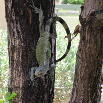 Curaçao - Prehistorie in eigen tuin