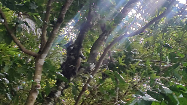 Manuel Antonio National Park - Pura vida. Dreamy racoon