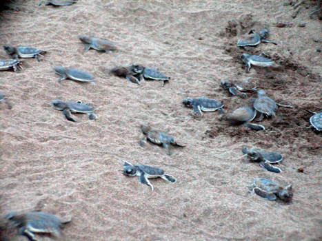 Costa Rica - Schildpadrun naar de zee