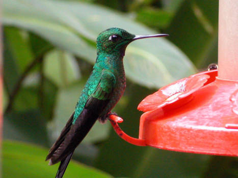 Costa Rica - Eindelijk een kolibri die stil zit