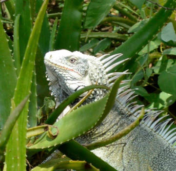 Curaçao - Leguaan