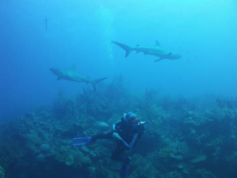 Belize Cayes - Sharks