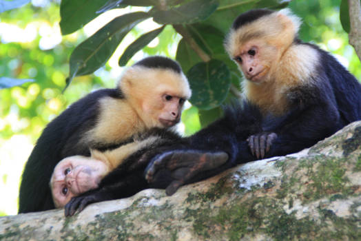 Costa Rica - één met de natuur