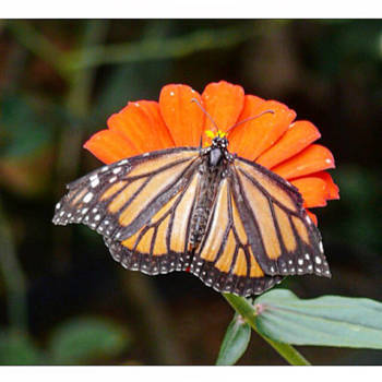 Cuba - Butterfly on flower