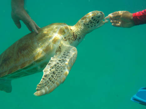 Barbados - Laat iemand anders ze maar voeren