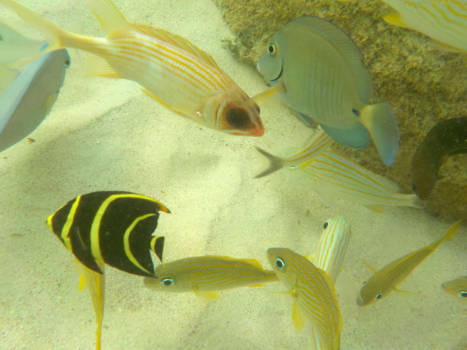 Barbados
