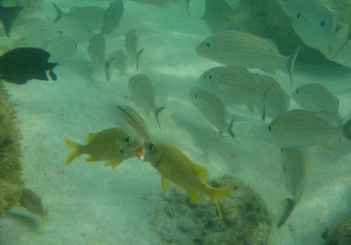 Barbados