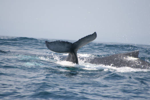 Península de Samaná - Band tussen moeder en kind.