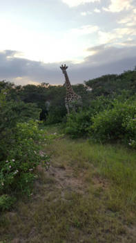 Mexico - Sunset on "Gambit" South Africa