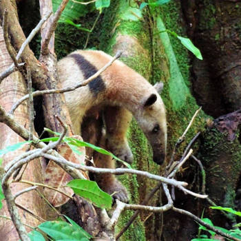 Corcovado National Park - Miereneter, Corcovado NP