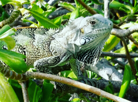 Aruba - Iguana