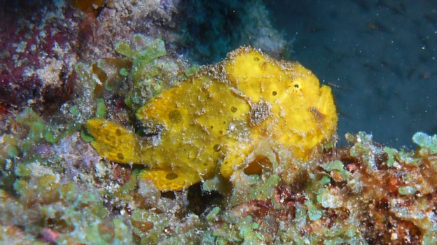 Bonaire - Zomer onderwater