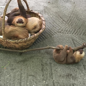 Costa Rica - Jaguar rescue center