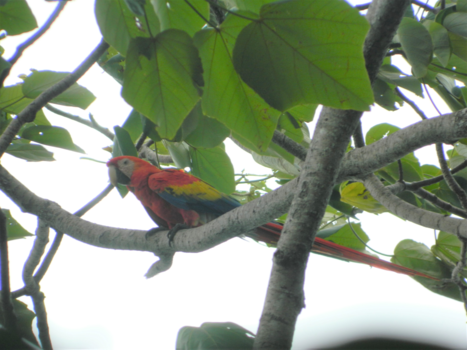 Costa Rica - Wilde ara papagaai costa rica
