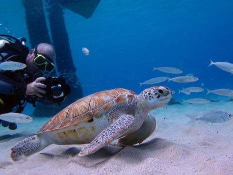 Curaçao - duiken bij playa kalki