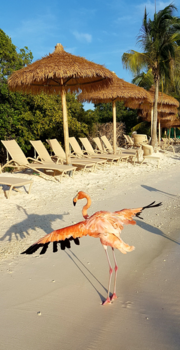 Aruba - Me and my shadow