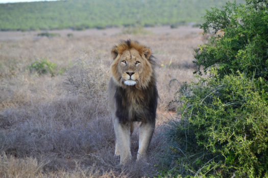 Panama - Wederzijds geïntrigeerd