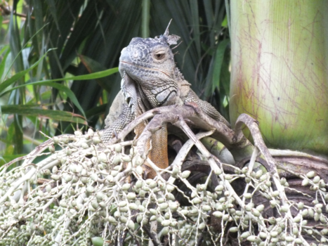 Costa Rica - Leguaan (Iguana iguana) op een tak