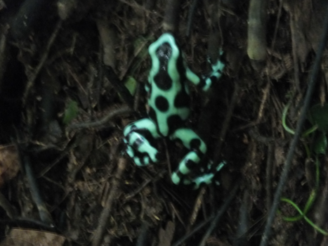 Costa Rica - OP ONTDEKKING