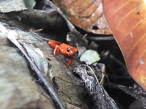 Costa Rica - OP ONTDEKKING