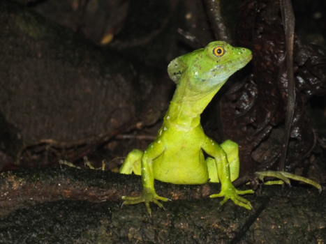 Costa Rica - OP ONTDEKKING