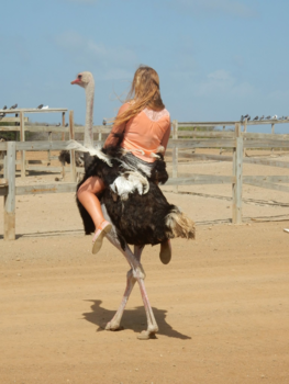 Curaçao - Struisvogel