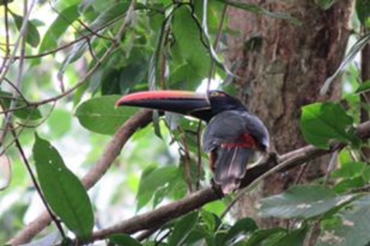 Costa Rica - Vliegensvlugge toekan gespot !