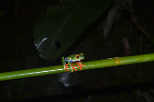 Costa Rica - Het echte Costa Rica