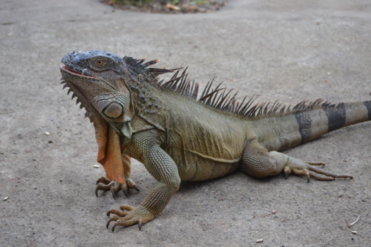 Costa Rica - Leguaan