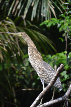 Costa Rica - Tijgerreiger