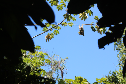 Manuel Antonio National Park - hangend te luieren