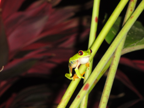 Costa Rica - De roodoogmakikikke