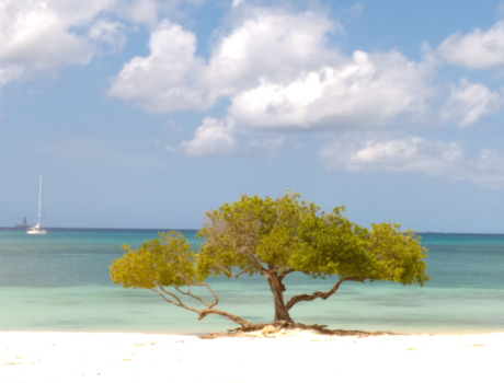 Aruba - One happy tree