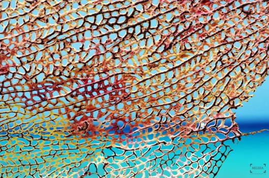 Klein Curaçao - Aangespoeld Koraal op het strand