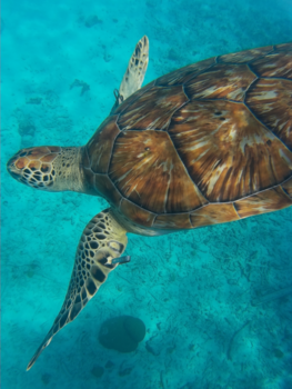 Curaçao - Schildpad