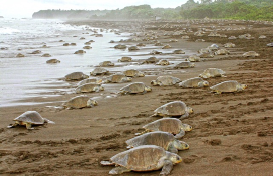 Nicaragua - Barrage schildpadden