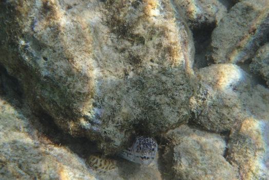 Bonaire - Mureen laat z'n tanden zien