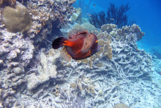 Klein Bonaire - Onderwaterpracht Klein Bonaire