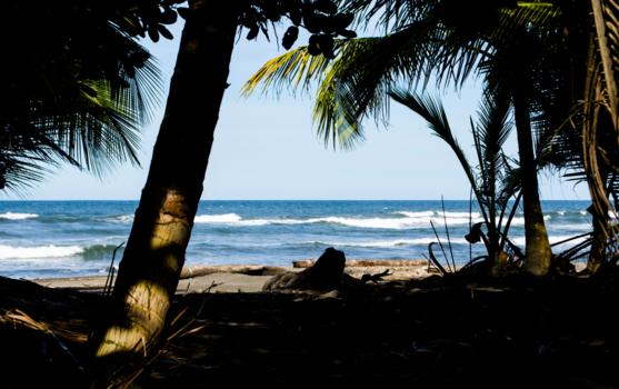 Tortuguero National Park - Doorkijk op de Jaguar Trail