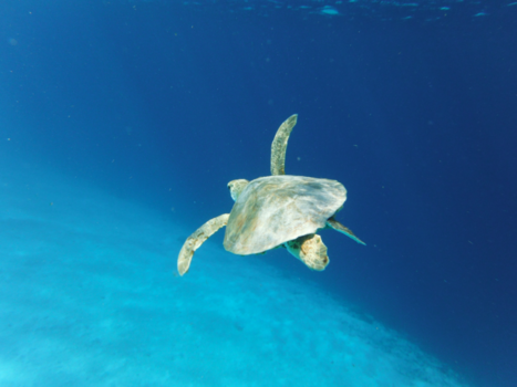 Klein Curaçao - Relaxt met de schildpad zwemmen!