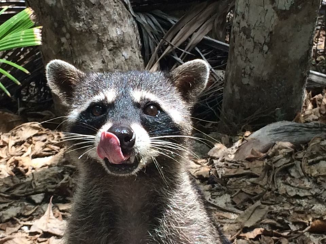 Costa Rica - Ondeugende wasbeer!